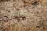  (Hyphoderma occidentale - O-F-253553)  @11 [ ] CreativeCommons - Attribution Share-Alike (2018) Unspecified University of Oslo, Natural History Museum