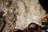  ( - O-F-253577)  @11 [ ] CreativeCommons - Attribution Non-Commercial Share-Alike (2017) Unspecified University of Oslo, Natural History Museum