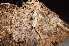  ( - O-F-253633)  @11 [ ] CreativeCommons - Attribution Non-Commercial Share-Alike (2017) Unspecified University of Oslo, Natural History Museum