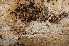  (Trechispora sp - O-F-253646)  @11 [ ] CreativeCommons - Attribution Non-Commercial Share-Alike (2017) Unspecified University of Oslo, Natural History Museum