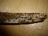  ( - O-F-253472)  @11 [ ] CreativeCommons - Attribution Non-Commercial Share-Alike (2017) Unspecified University of Oslo, Natural History Museum