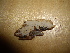  ( - O-F-253500)  @11 [ ] CreativeCommons - Attribution Non-Commercial Share-Alike (2017) Unspecified University of Oslo, Natural History Museum