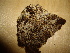  ( - O-F-253502)  @11 [ ] CreativeCommons - Attribution Non-Commercial Share-Alike (2017) Unspecified University of Oslo, Natural History Museum