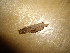  (Hyphoderma sp - O-F-253503)  @11 [ ] CreativeCommons - Attribution Non-Commercial Share-Alike (2017) Unspecified University of Oslo, Natural History Museum