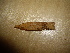  (Phlebia firma - O-F-253708)  @11 [ ] CreativeCommons - Attribution Non-Commercial Share-Alike (2017) Unspecified University of Oslo, Natural History Museum
