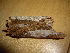  ( - O-F-253716)  @11 [ ] CreativeCommons - Attribution Non-Commercial Share-Alike (2017) Unspecified University of Oslo, Natural History Museum