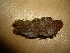  (Trechispora elongata - O-F-253720)  @11 [ ] CreativeCommons - Attribution Non-Commercial Share-Alike (2017) Unspecified University of Oslo, Natural History Museum
