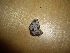  (Trechispora caucasica - O-F-253764)  @11 [ ] CreativeCommons - Attribution Non-Commercial Share-Alike (2017) Unspecified University of Oslo, Natural History Museum