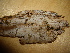  (Trechispora laevis - O-F-253769)  @11 [ ] CreativeCommons - Attribution Non-Commercial Share-Alike (2017) Unspecified University of Oslo, Natural History Museum