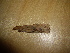  (Tubulicrinis angustus - O-F-253779)  @11 [ ] CreativeCommons - Attribution Non-Commercial Share-Alike (2017) Unspecified University of Oslo, Natural History Museum