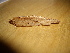  ( - O-F-253783)  @11 [ ] CreativeCommons - Attribution Non-Commercial Share-Alike (2017) Unspecified University of Oslo, Natural History Museum