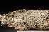  ( - O-F-253655)  @11 [ ] CreativeCommons - Attribution Non-Commercial Share-Alike (2017) Unspecified University of Oslo, Natural History Museum