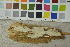  ( - NHMO-DFL-495)  @11 [ ] CreativeCommons - Attribution Non-Commercial Share-Alike (2015) Unspecified University of Oslo, Natural History Museum