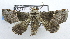  ( - USNM ENT 00933947)  @13 [ ] CreativeCommons - Attribution Share-Alike (2018) Unspecified Smithsonian Institution