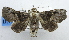 ( - USNM ENT 00933946)  @13 [ ] CreativeCommons - Attribution Share-Alike (2018) Unspecified Smithsonian Institution