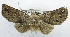  ( - USNM ENT 00933948)  @11 [ ] CreativeCommons - Attribution Share-Alike (2018) Unspecified Smithsonian Institution