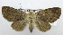  ( - USNM ENT 00933956)  @11 [ ] CreativeCommons - Attribution Share-Alike (2018) Unspecified Smithsonian Institution