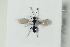  ( - HYMNI2173)  @11 [ ] CreativeCommons - Attribution Non-Commercial Share-Alike (2017) Arnstein Staverlokk Norwegian Institute of Nature Research
