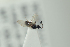  ( - HYMNI2193)  @11 [ ] CreativeCommons - Attribution Non-Commercial Share-Alike (2017) Arnstein Staverlokk Norwegian Institute of Nature Research