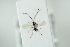  ( - HYMNI2196)  @12 [ ] CreativeCommons - Attribution Non-Commercial Share-Alike (2017) Arnstein Staverlokk Norwegian Institute of Nature Research