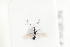  ( - HYMNI2125)  @11 [ ] CreativeCommons - Attribution Non-Commercial Share-Alike (2017) Arnstein Staverlokk Norwegian Institute of Nature Research