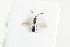  ( - HYMNI2126)  @11 [ ] CreativeCommons - Attribution Non-Commercial Share-Alike (2017) Arnstein Staverlokk Norwegian Institute of Nature Research