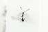  ( - HYMNI2137)  @12 [ ] CreativeCommons - Attribution Non-Commercial Share-Alike (2017) Arnstein Staverlokk Norwegian Institute of Nature Research