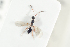  ( - HYMNI2138)  @11 [ ] CreativeCommons - Attribution Non-Commercial Share-Alike (2017) Arnstein Staverlokk Norwegian Institute of Nature Research