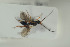  (Pantoclis soluta - HYMNI1667)  @11 [ ] CreativeCommons - Attribution Non-Commercial Share-Alike (2016) Arnstein Staverlokk Norwegian Institute of Nature Research