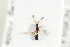  ( - HYMNI2143)  @11 [ ] CreativeCommons - Attribution Non-Commercial Share-Alike (2017) Arnstein Staverlokk Norwegian Institute of Nature Research