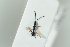  ( - HYMNI2248)  @11 [ ] CreativeCommons - Attribution Non-Commercial Share-Alike (2017) Arnstein Staverlokk Norwegian Institute of Nature Research