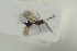  (Pantoclis ruralis - HYMNI1679)  @12 [ ] CreativeCommons - Attribution Non-Commercial Share-Alike (2016) Arnstein Staverlokk Norwegian Institute of Nature Research
