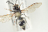  ( - HYMNI2165)  @13 [ ] CreativeCommons - Attribution Non-Commercial Share-Alike (2017) Arnstein Staverlokk Norwegian Institute of Nature Research