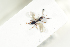 ( - HYMNI1977)  @11 [ ] CreativeCommons - Attribution Non-Commercial Share-Alike (2017) Arnstein Staverlokk Norwegian Institute of Nature Research