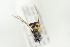  ( - HYMNI2170)  @12 [ ] CreativeCommons - Attribution Non-Commercial Share-Alike (2017) Arnstein Staverlokk Norwegian Institute of Nature Research