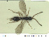  ( - HYMNI2578)  @11 [ ] CreativeCommons - Attribution Share-Alike (2019) NTNU University Museum, Department of Natural History NTNU University Museum, Department of Natural History