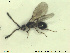  ( - HYMNI2610)  @11 [ ] CreativeCommons - Attribution Share-Alike (2019) NTNU University Museum, Department of Natural History NTNU University Museum, Department of Natural History