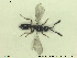  ( - HYMNI2620)  @11 [ ] CreativeCommons - Attribution Share-Alike (2019) NTNU University Museum, Department of Natural History NTNU University Museum, Department of Natural History