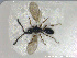  ( - HYMNI2650)  @11 [ ] Creative Commons  Attribution Non-Commercial Share-Alike (2020) NTNU University Museum, Department of Natural History NTNU University Museum, Department of Natural History