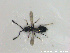  ( - HYMNI2666)  @11 [ ] Creative Commons  Attribution Non-Commercial Share-Alike (2020) NTNU University Museum, Department of Natural History NTNU University Museum, Department of Natural History