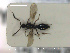  (Pantoclis trisulcata - HYMNI2710)  @11 [ ] Creative Commons  Attribution Non-Commercial Share-Alike (2020) NTNU University Museum, Department of Natural History Unspecified