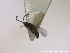 (Pantoclis longipennis - HYMNI2712)  @11 [ ] Creative Commons  Attribution Non-Commercial Share-Alike (2020) NTNU University Museum, Department of Natural History Unspecified