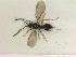 (Pantoclis mese - HYMNI2714)  @11 [ ] Creative Commons  Attribution Non-Commercial Share-Alike (2020) NTNU University Museum, Department of Natural History Unspecified