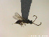  (Pantoclis eulimine - HYMNI2715)  @11 [ ] Creative Commons  Attribution Non-Commercial Share-Alike (2020) NTNU University Museum, Department of Natural History Unspecified