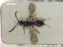  (Pantoclis zorayda - HYMNI2717)  @11 [ ] Creative Commons  Attribution Non-Commercial Share-Alike (2020) NTNU University Museum, Department of Natural History Unspecified