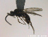  ( - HYMNI2719)  @11 [ ] Creative Commons  Attribution Non-Commercial Share-Alike (2020) NTNU University Museum, Department of Natural History Unspecified