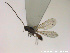 ( - HYMNI2761)  @11 [ ] Creative Commons  Attribution Non-Commercial Share-Alike (2021) NTNU University Museum, Department of Natural History Unspecified