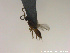  (Pantoclis microtoma - HYMNI2779)  @11 [ ] Creative Commons  Attribution Non-Commercial Share-Alike (2021) NTNU University Museum, Department of Natural History Unspecified