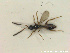  (Pantoclis fossulata - HYMNI2781)  @11 [ ] Creative Commons  Attribution Non-Commercial Share-Alike (2021) NTNU University Museum, Department of Natural History Unspecified