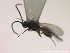  ( - HYMNI2782)  @11 [ ] Creative Commons  Attribution Non-Commercial Share-Alike (2021) NTNU University Museum, Department of Natural History Unspecified
